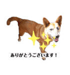 犬と猫の使いやすい敬語スタンプ（個別スタンプ：2）