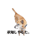 犬と猫の使いやすい敬語スタンプ（個別スタンプ：3）