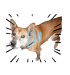 犬と猫の使いやすい敬語スタンプ（個別スタンプ：5）
