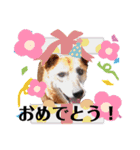 犬と猫の使いやすい敬語スタンプ（個別スタンプ：6）