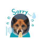 犬と猫の使いやすい敬語スタンプ（個別スタンプ：7）