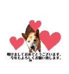 犬と猫の使いやすい敬語スタンプ（個別スタンプ：8）
