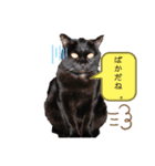 犬と猫の使いやすい敬語スタンプ（個別スタンプ：11）