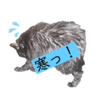 犬と猫の使いやすい敬語スタンプ（個別スタンプ：13）