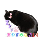 犬と猫の使いやすい敬語スタンプ（個別スタンプ：14）
