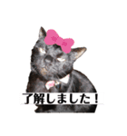 犬と猫の使いやすい敬語スタンプ（個別スタンプ：16）