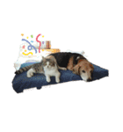 猫ちゃん(さんご、ななを)（個別スタンプ：3）