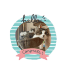 猫ちゃん(さんご、ななを)（個別スタンプ：6）