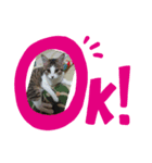 猫ちゃん(さんご、ななを)（個別スタンプ：7）