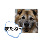 雑種犬ポット 2（個別スタンプ：1）