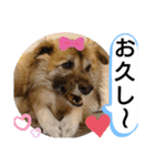 雑種犬ポット 2（個別スタンプ：2）