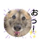 雑種犬ポット 2（個別スタンプ：3）