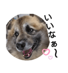 雑種犬ポット 2（個別スタンプ：5）