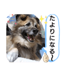 雑種犬ポット 2（個別スタンプ：6）