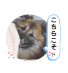 雑種犬ポット 2（個別スタンプ：7）