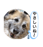 雑種犬ポット 2（個別スタンプ：8）