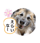 雑種犬ポット 2（個別スタンプ：9）