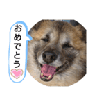 雑種犬ポット 2（個別スタンプ：10）