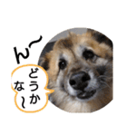雑種犬ポット 2（個別スタンプ：12）