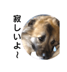 雑種犬ポット 2（個別スタンプ：13）