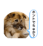 雑種犬ポット 2（個別スタンプ：14）