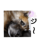 雑種犬ポット 2（個別スタンプ：15）