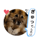 雑種犬ポット 2（個別スタンプ：16）