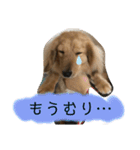 ぼうちゃんのスタンプ（個別スタンプ：12）