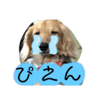 ぼうちゃんのスタンプ（個別スタンプ：13）