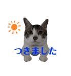 ネコのレモちゃん2（個別スタンプ：8）
