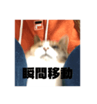 吾輩は猫だにゃー（個別スタンプ：1）