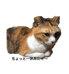 吾輩は猫だにゃー（個別スタンプ：2）