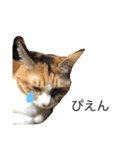 吾輩は猫だにゃー（個別スタンプ：3）