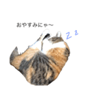 吾輩は猫だにゃー（個別スタンプ：4）