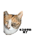 吾輩は猫だにゃー（個別スタンプ：5）