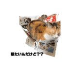 吾輩は猫だにゃー（個別スタンプ：6）