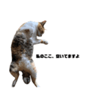 吾輩は猫だにゃー（個別スタンプ：8）