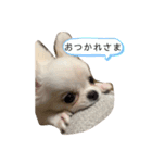 ぽこちゃんスタンプ！2（個別スタンプ：1）
