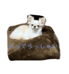 ぽこちゃんスタンプ！2（個別スタンプ：5）