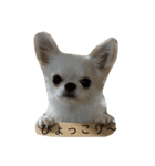 ぽこちゃんスタンプ！2（個別スタンプ：10）
