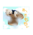 シアン日記.a（個別スタンプ：5）