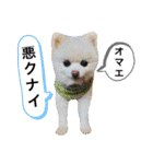 シアン日記.a（個別スタンプ：9）