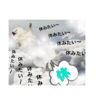 シアン日記.a（個別スタンプ：15）