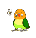 ボタンインコ ポンカン（個別スタンプ：11）