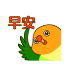 ボタンインコ ポンカン（個別スタンプ：13）