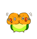 ボタンインコ ポンカン（個別スタンプ：16）