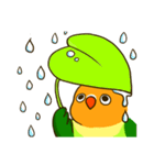 ボタンインコ ポンカン（個別スタンプ：17）