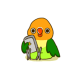 ボタンインコ ポンカン（個別スタンプ：22）