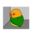 ボタンインコ ポンカン（個別スタンプ：29）
