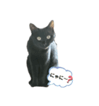 黒猫のにゃにゃ（個別スタンプ：3）
